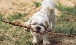 동물이 불타는 꿈