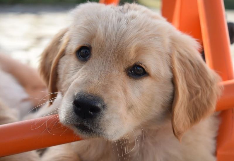 강아지가 불타는 꿈