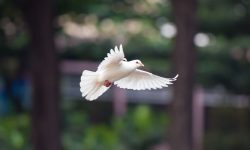 새가 불타는 꿈 해몽 자세하게 알아보기 새가 불타는 꿈