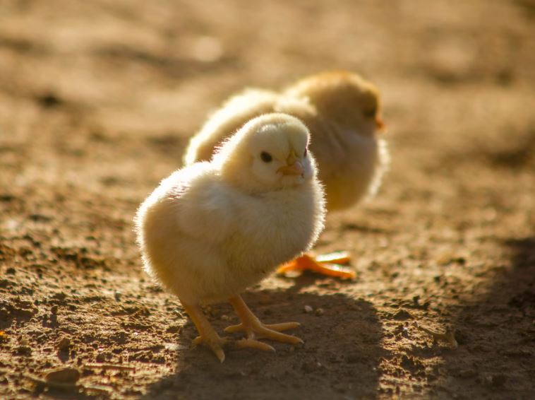 병아리를 잡는 꿈