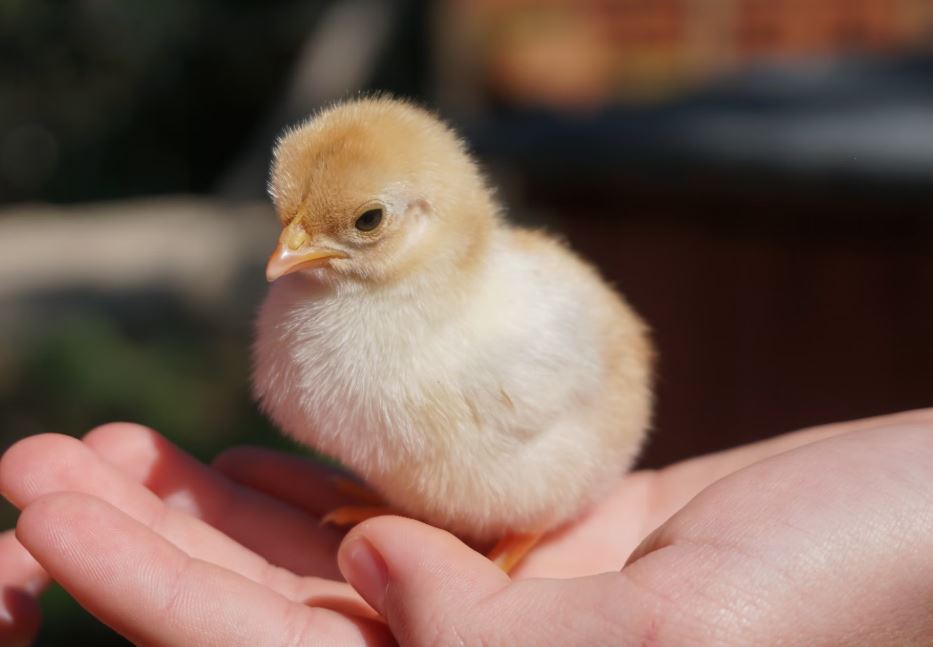 병아리를 죽이는 꿈