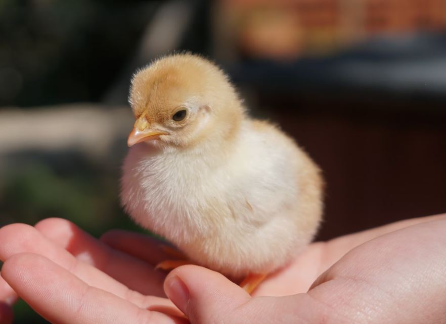 병아리가 죽는 꿈