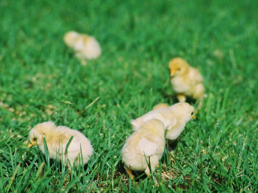 검은 병아리 꿈