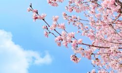 벚꽃 태몽 상황별 심층 해석 벚꽃 태몽