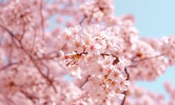 벚꽃 태몽 뜻풀이 총정리 벚꽃 태몽