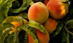 복숭아를 사는 꿈 해몽을 자세히 알아봅시다! 복숭아를 사는 꿈