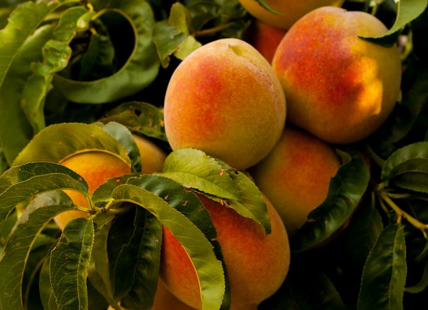 복숭아를 사는 꿈