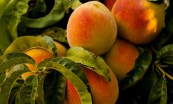 복숭아 먹는 꿈