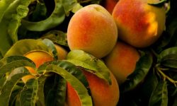 복숭아 따먹는 꿈