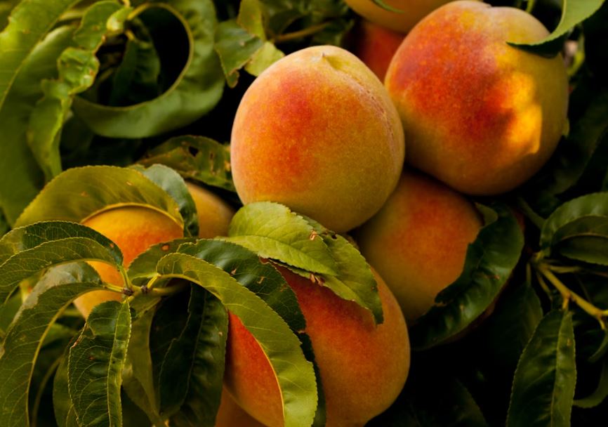 복숭아 따먹는 꿈