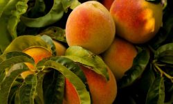 복숭아 보는 꿈 해몽을 자세히 알아봅시다! 복숭아 보는 꿈