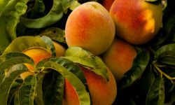 복숭아 줍는 꿈 해몽을 자세히 알아봅시다! 복숭아 줍는 꿈