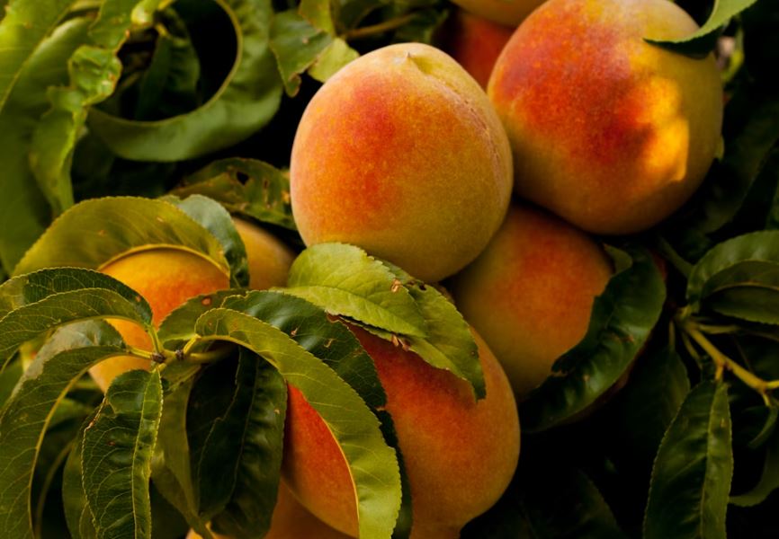 복숭아 줍는 꿈