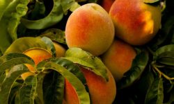 복숭아 태몽을 자세히 알아봅시다! 복숭아 태몽