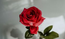 장미꽃을 사는 꿈