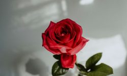 장미꽃을 선물 받는 꿈