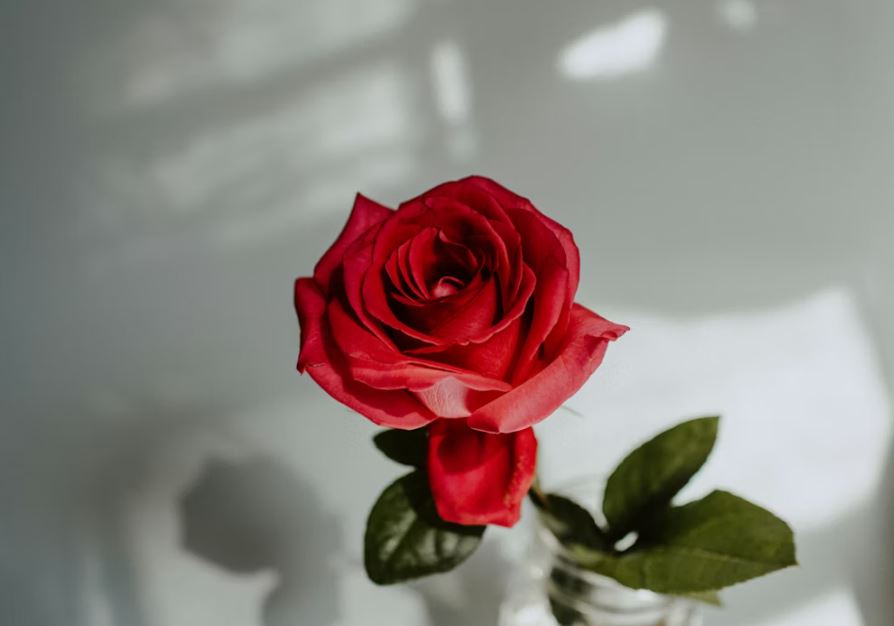 장미꽃을 선물 받는 꿈