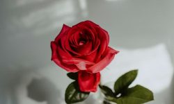 장미꽃을 받는 꿈