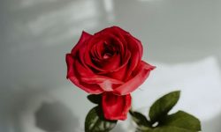 장미꽃을 보는 꿈