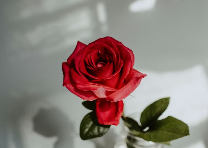 장미꽃을 보는 꿈