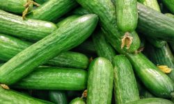 오이를 따는 꿈