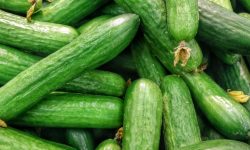 오이가 주렁주렁 달린 꿈