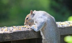 턱걸이 하는 꿈